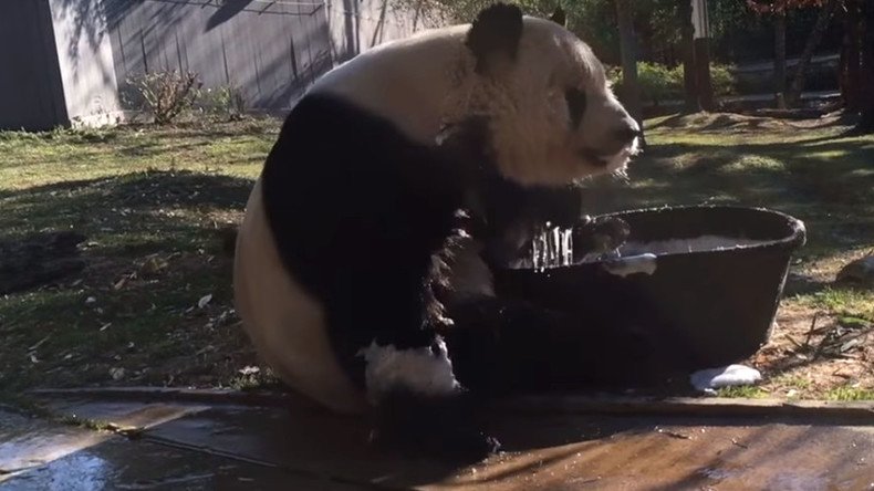 Rub-a-dub-dub: Giant panda takes bubble bath in tiny tub (VIDEO)