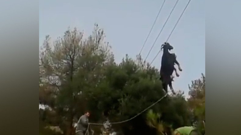 Goat trapped on phone lines freed in bizarre rope & ladder rescue (VIDEO)
