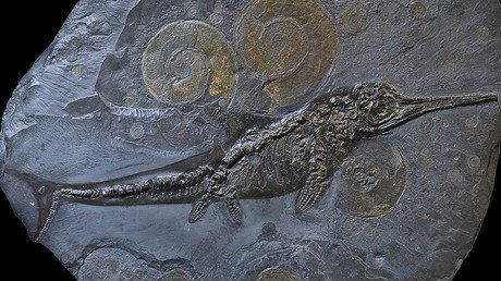Dinosaur denial? Study suggests ichthyosaurs died out failing to embrace change