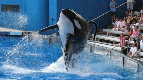SeaWorld killer whale made infamous by Blackfish gravely ill