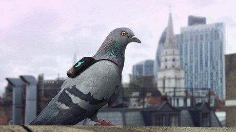 Pigeons with backpacks livetweet London's pollution hotspots (PHOTOS, VIDEO)