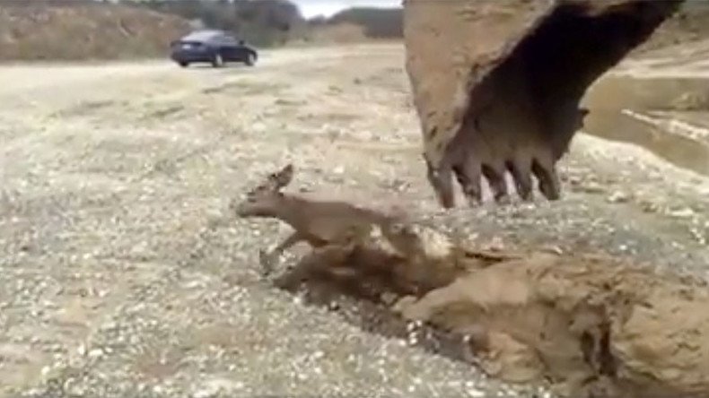 Excavator dude rescues baby deer drowning in mud  (VIDEO)