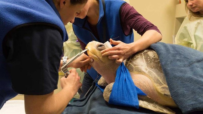 Wild turtle too gassy to dive for food gets treated for 'the bends' in fancy hospital