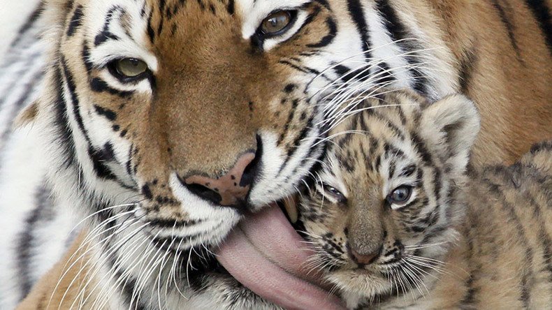 Zoos barred from allowing visitors play with young tiger & bear cubs