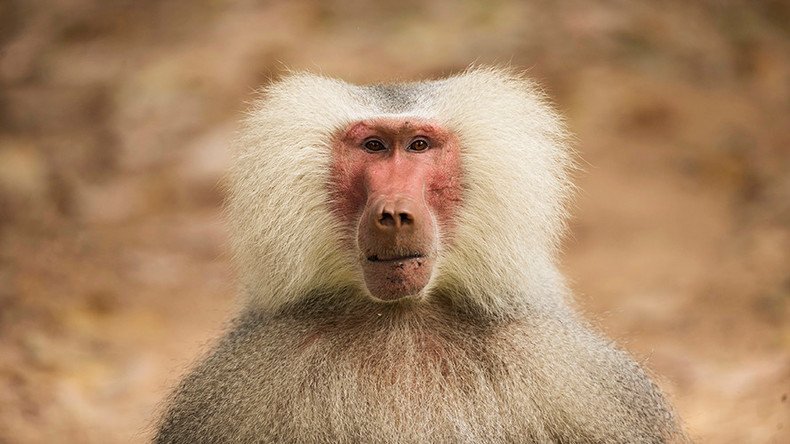 Record breaking: Pig hearts stay alive in baboons for more than 2 years