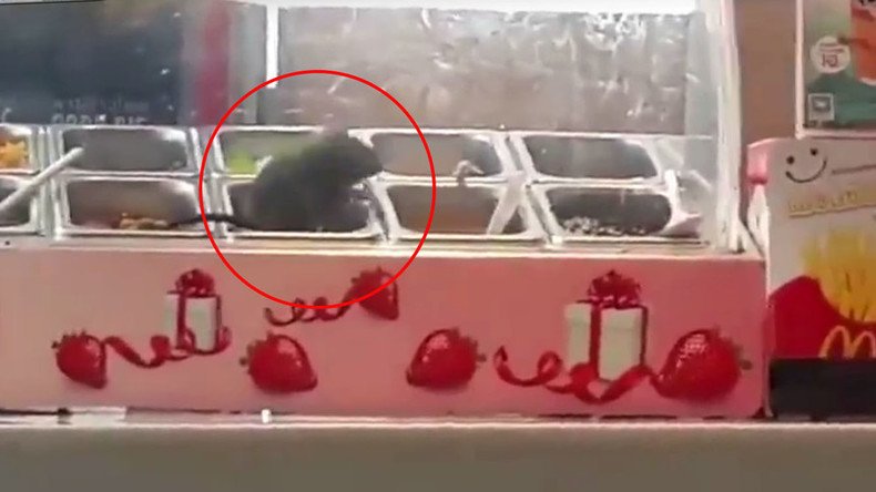  Fro no! Fat rat spotted gorging on yogurt toppings in McDonald’s (VIDEO)