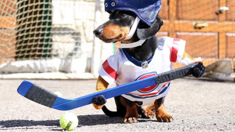 Canine hockey game goes viral as decked-out dogs face off (VIDEO) 