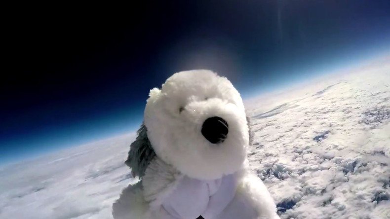 Lost in space? Missing ‘astronaut’ dog teddy sparks massive search (VIDEO)