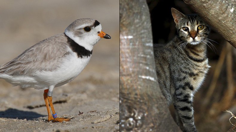 Feral cats vs. wild birds: Animal lovers to face off in federal court