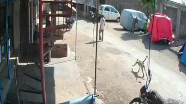 Attack mode: Monkey sneaks up, drop-kicks man to the ground (VIDEO)