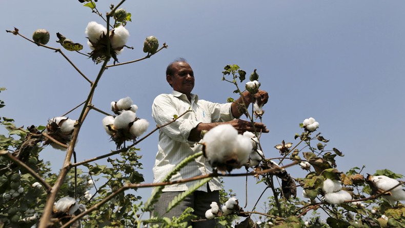 ‘Monsanto shouldn’t be allowed to exploit farmers’: India vows to break up GM-cotton monopoly
