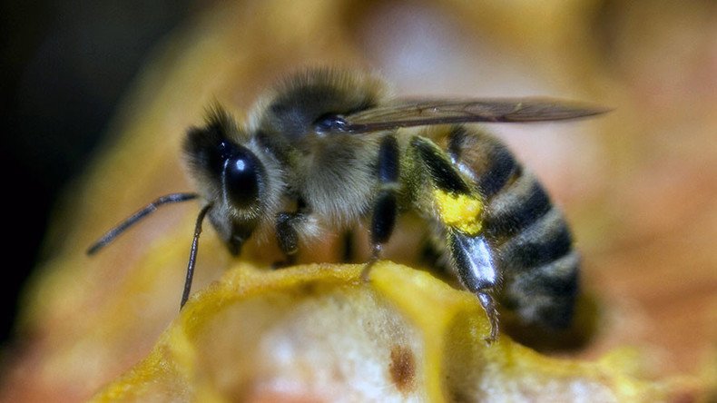 Major pesticide brand dropping bee-killing chemical