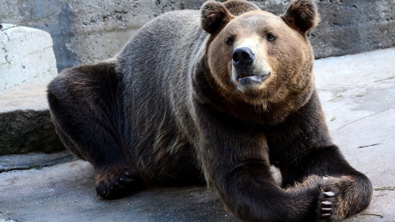 10 times bears were awesome & 9 times they were real (VIDEOS)
