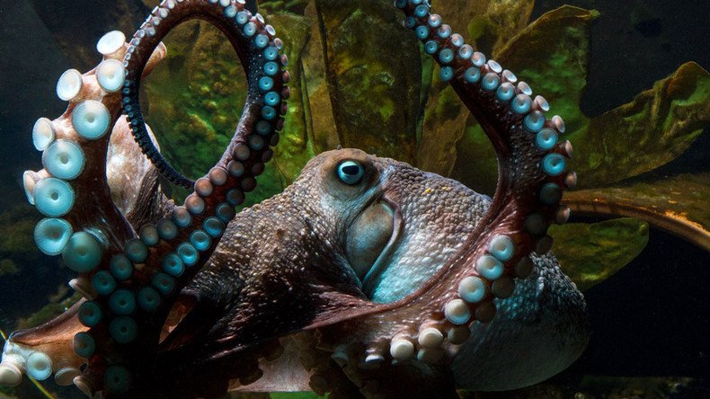 Aquarium fugitive 'Inky' and four other daring octopus manuevers (PHOTOS, VIDEOS)