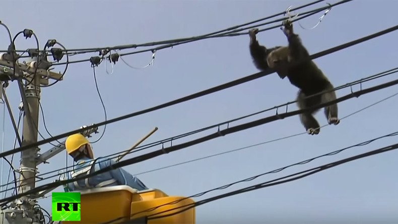 Chimp plummets from powerline in heart stopping chase after escape from Japanese zoo (VIDEO)
