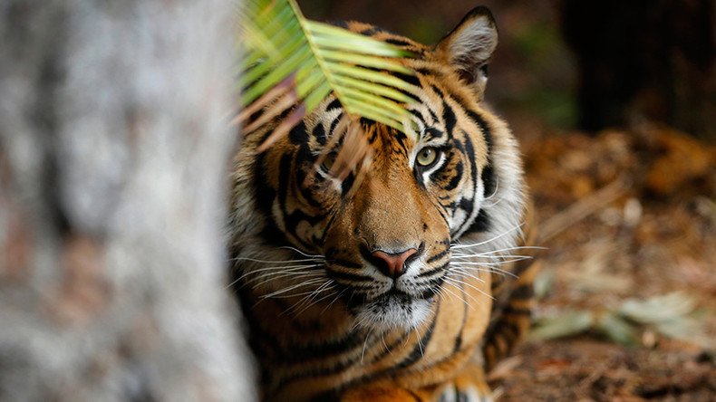 Endangered tiger kills a woman at Palm Beach Zoo in Florida 