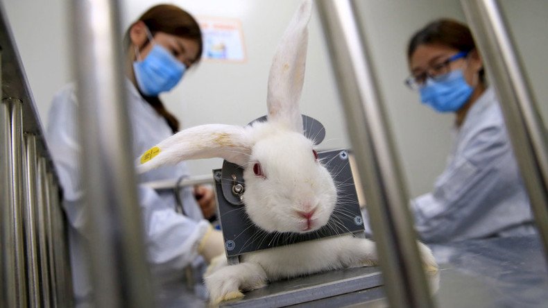 animal experimentation rabbits