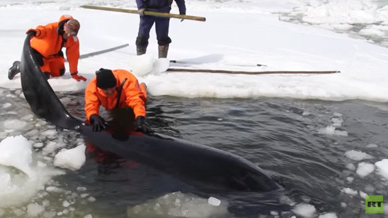 Trapped by ice: 4 killer whales rescued from certain death in Russia's Far East (VIDEO)