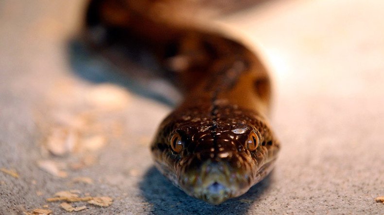 Look out below! Snake tumbles from ceiling at Mississippi elementary class