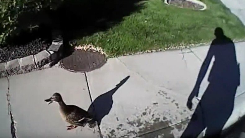 Dramatic baby duck rescue operation caught on bodycam  (VIDEO)