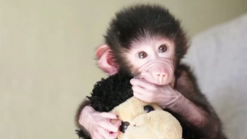 Baby baboon finds solace in doppelganger soft toy after mother's rejection (VIDEO) 