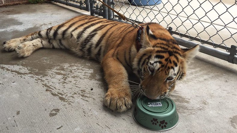Pet tiger found in Texas, police seek owner