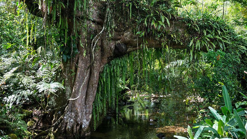 Forest lands and indigenous people 'increasingly insecure’ as Paris Agreement signed