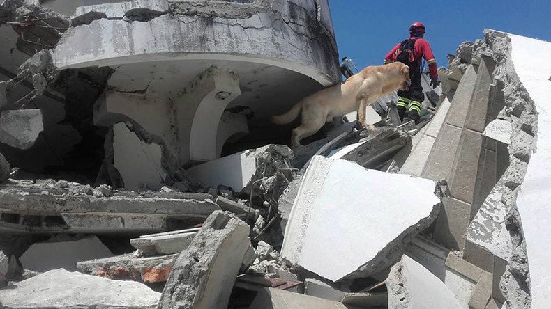 Heroic rescue dog dies after saving 7 lives in Ecuador quake search (PHOTOS, VIDEO)