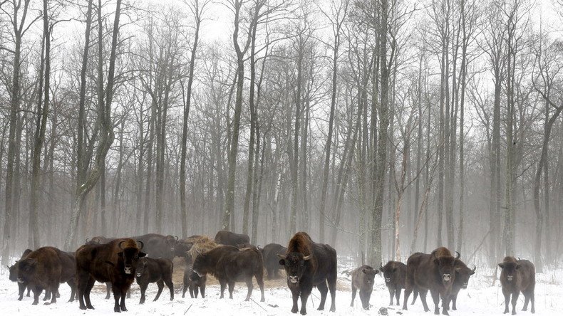 Wildlife thriving without humans in Chernobyl nuclear zone – study (PHOTOS, VIDEO)