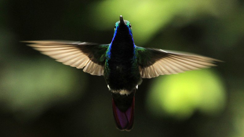 Scientists study ‘magic of bird flight’ for future windproof drones (VIDEO) 