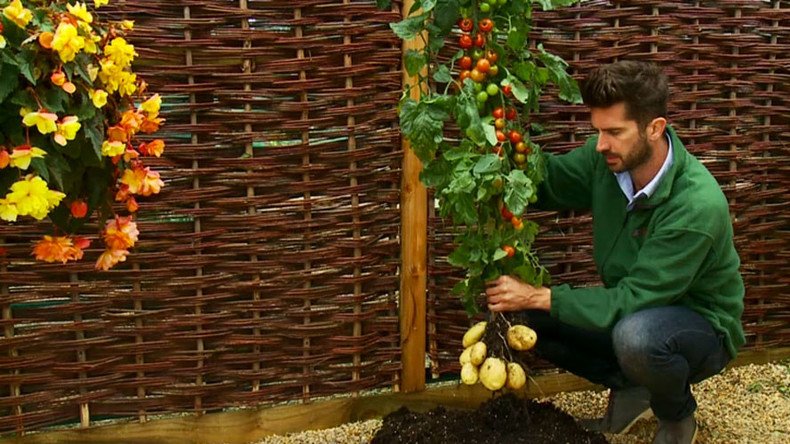 Chips & ketchup tree: Hybrid plant growing potatoes & tomatoes now on sale
