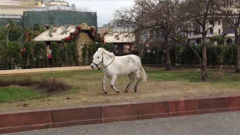Hyper pony shows off moves outside Bolshoi Theater in Moscow (VIDEO)