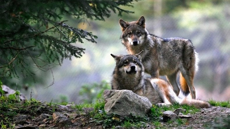 16 wolves get death penalty for eating into Wyoming cattle rancher profits