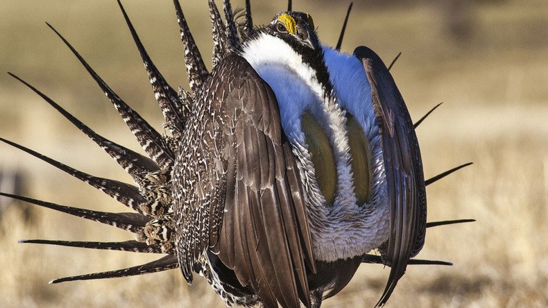 GOP grouse about bird they falsely claim can cripple world’s largest military