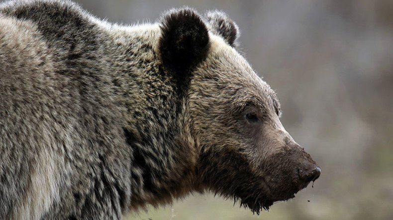 Accusations in beloved Yellowstone grizzly’s death provoke tensions with local tribes