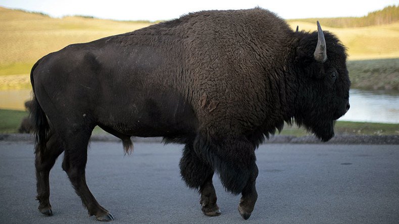 Bison anticipated to become official US mammal, bill awaits Obama’s signature