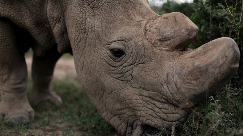 Swaziland anti-poaching finance plan: Sell country’s stockpile of rhino horns