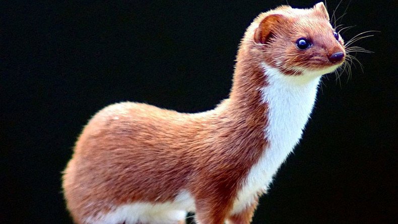 Size doesn’t matter: Weasel blamed for Large Hadron Collider shutdown