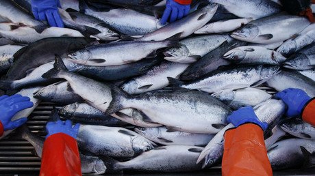 FDA’s approval of GMO salmon: What are the environmental risks?