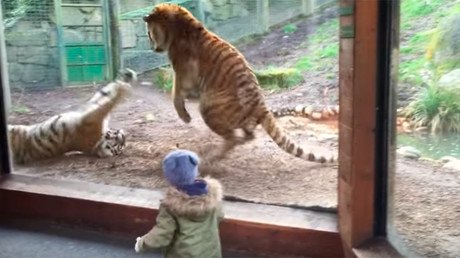 Toddler beats swift retreat after ‘cuddly’ tigers turn nasty (VIDEO)