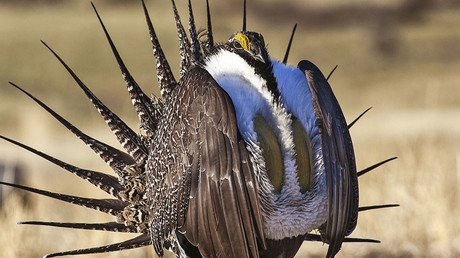 Nevadans sue Obama, alleging politics at play over grouse protection laws