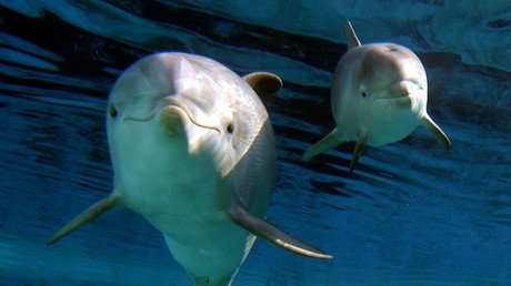 BP oil spill linked to baby dolphin deaths and diseases in Gulf Coast