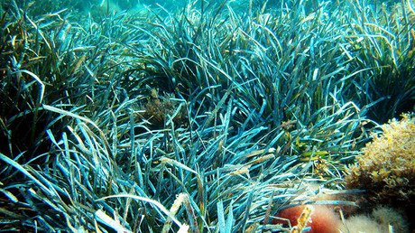 ‘Environmental breakdown’: Florida Bay hit with huge seagrass die-off