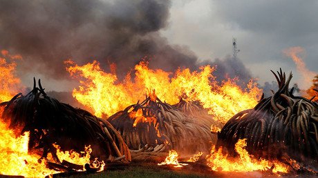 ‘Largest in history’: Kenya sets ivory pile on fire in statement against poaching (VIDEO)