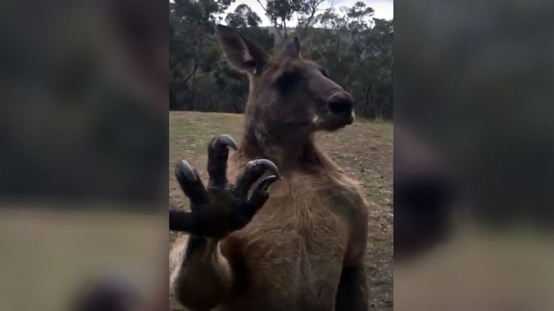 Hopping mad: Beefcake Kangaroo takes on impossible rival (VIDEO) 