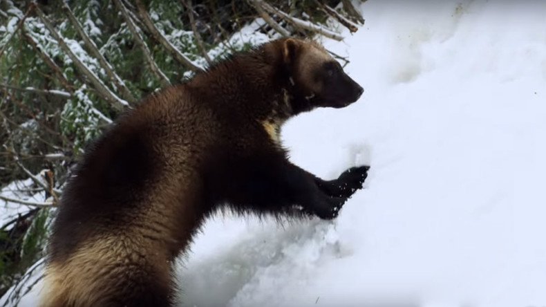 Wildlife ‘whisperer’ trains wolverines for mountain rescue (VIDEO)