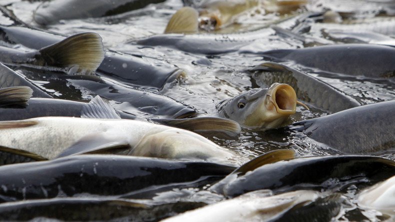 Australia to spend over $11mn to eradicate carps by releasing herpes virus into rivers