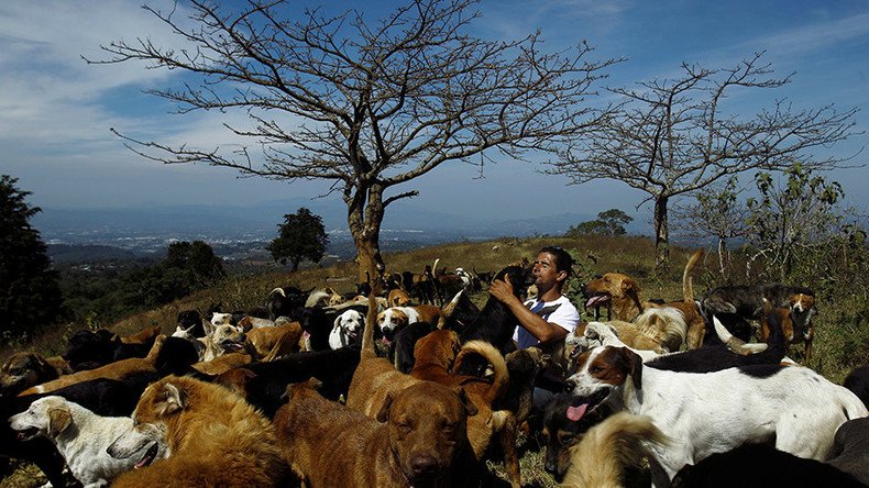 Canine takeover: Hundreds of dogs find paradise in Costa Rica’s ‘Land of the Strays’ (PHOTOS)