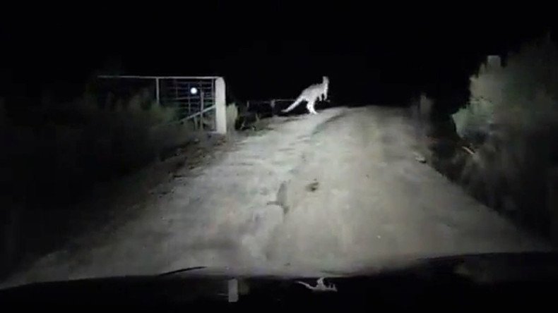  Ninja kangaroo launches night ambush, smashes shocked driver’s vehicle (VIDEO)