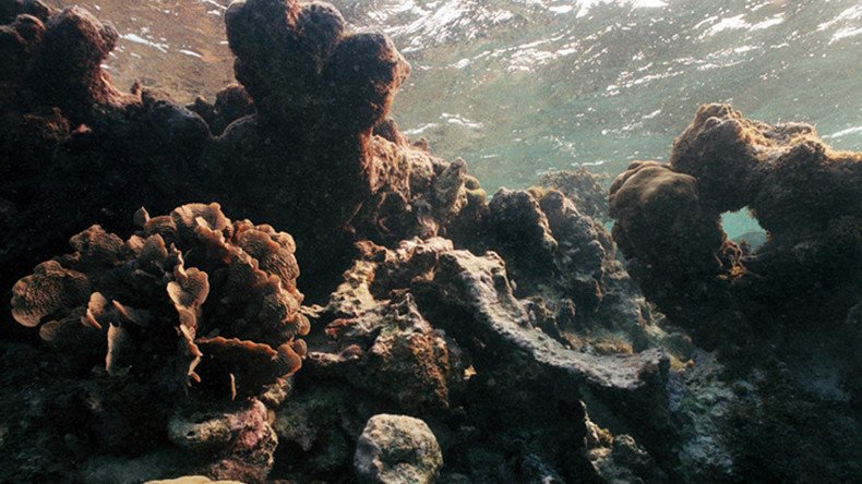 Coast to ghost: Florida’s coral reefs dissolving ‘just like a sugar cube’